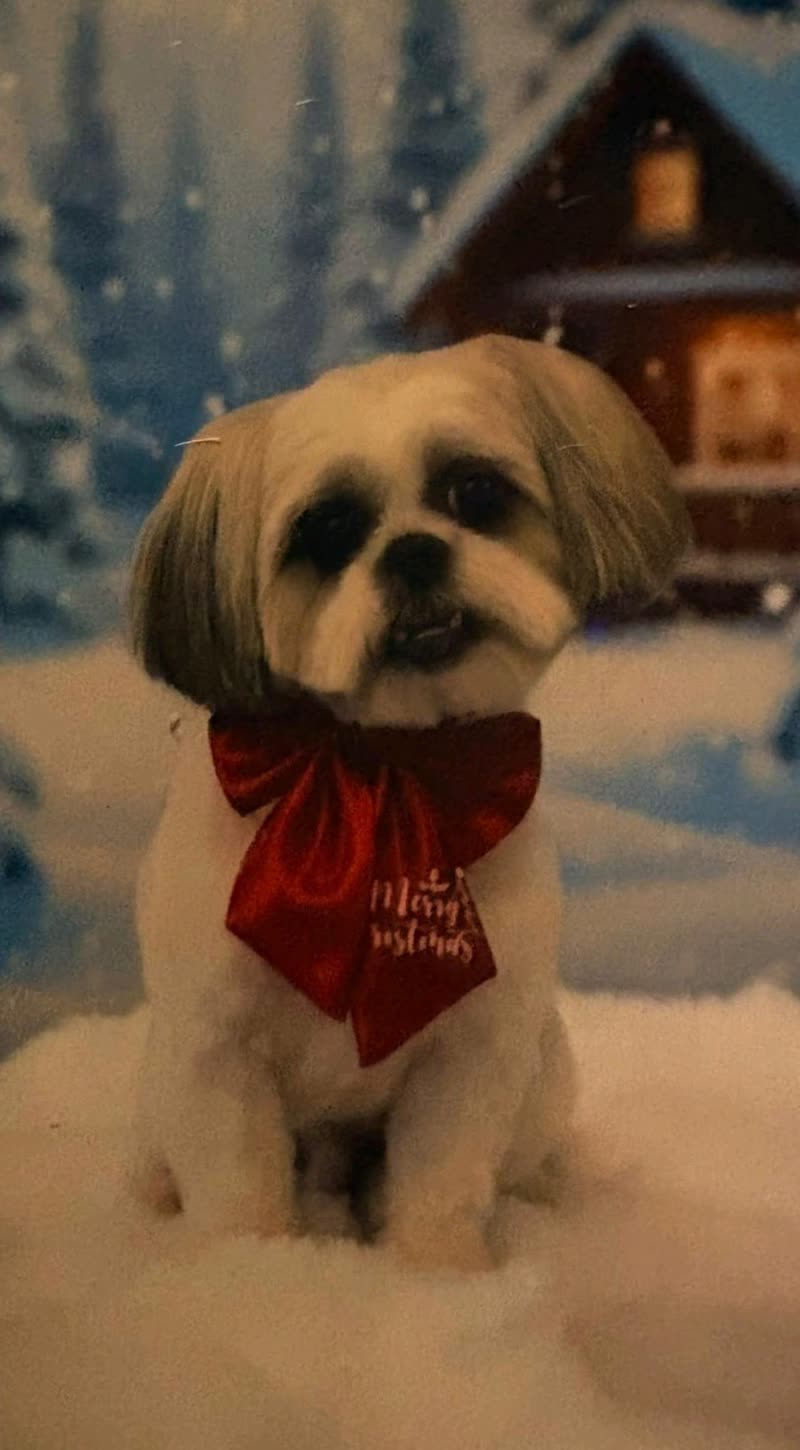 A freshly groomed cream-and-tan Shih Tzu in a red Christmas bandana