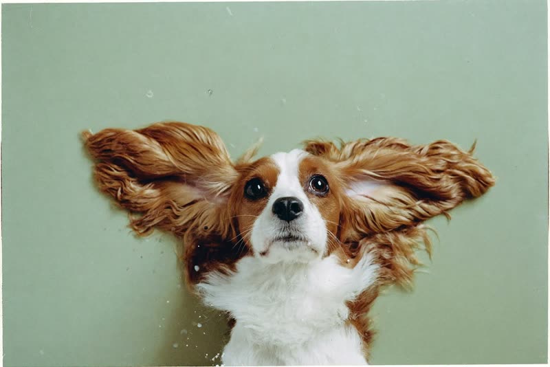 A freshly brushed spaniel lying calmly on a plain background