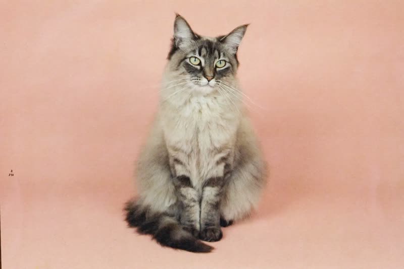 A long-haired cat with a smoothly combed coat