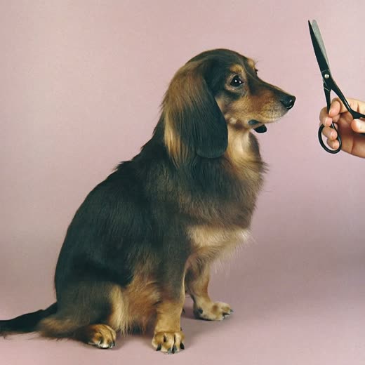 A long-coated dog being trimmed with grooming scissors