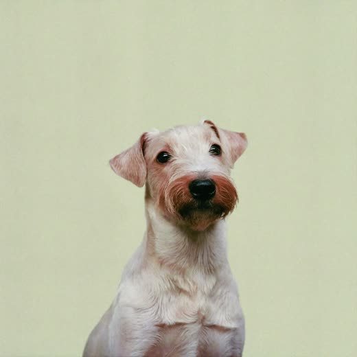 A wire-haired terrier with a neatly stripped coat