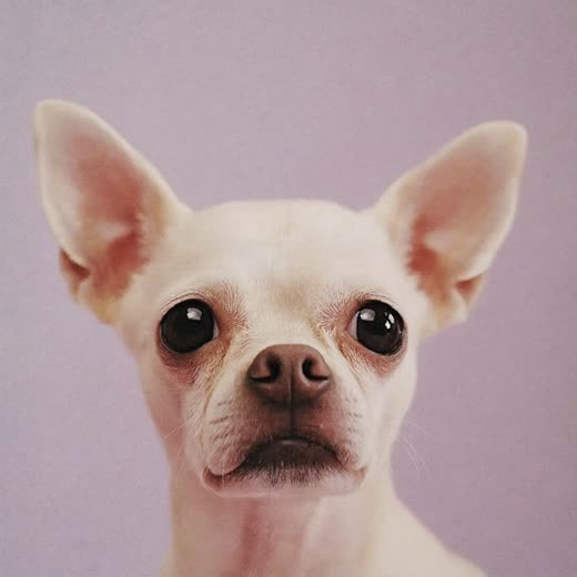 Close-up of a small dog's neatly trimmed face